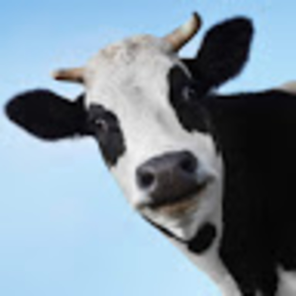 Meet your Posher, Brody